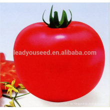AT231 Beilu hochwertige Tomatensamen Großhandel Gemüsesamen